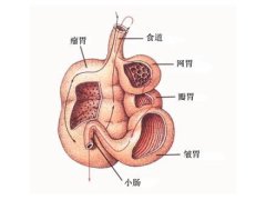 反刍动物的四个胃----中国科学院带农业生