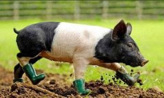 你所不知道的猪----中国科学院带农业生态